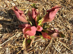 Sarracenia purpurea ssp venosa var montana