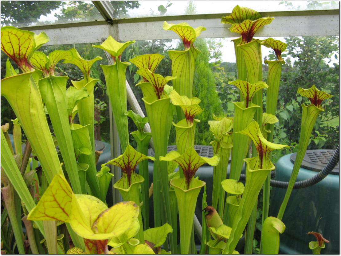 Sarracenia doodt Aziatische hoornaars maar geen bijen! Sarracenia jaagt op Aziatische hoornaars maar doodt geen bijen!
